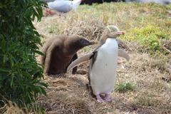 Megadyptes antipodes