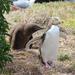 Yellow-eyed Penguin - Photo (c) Jack Warden, some rights reserved (CC BY-NC), uploaded by Jack Warden