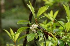 Anopterus glandulosus