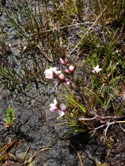 Boronia pilosa