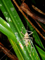 Phricta spinosa