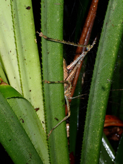 Phricta spinosa