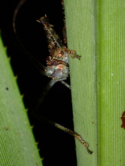 Phricta spinosa