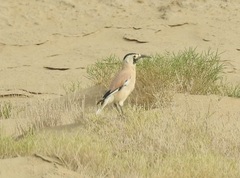 Biddulph's Ground Jay photo 5
