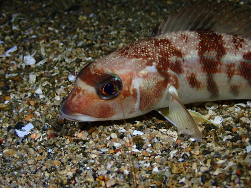 Pacific sandperch (Prolatilus jugularis) — Pinguipedidae — 5
