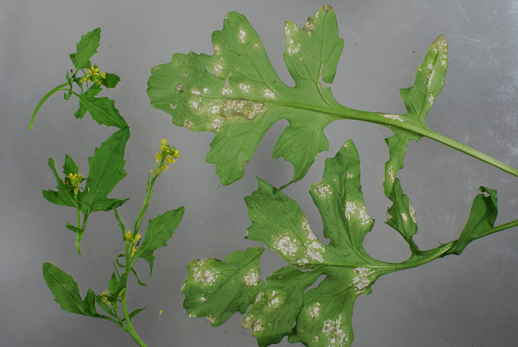 Albugo rorippae