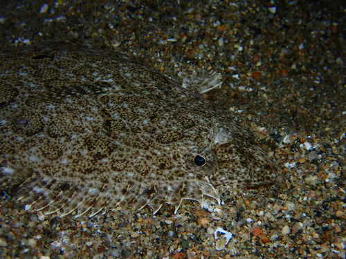 Fine flounder (Paralichthys adspersus) — Paralichthyidae