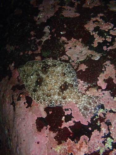Fine flounder (Paralichthys adspersus) — Paralichthyidae — 4