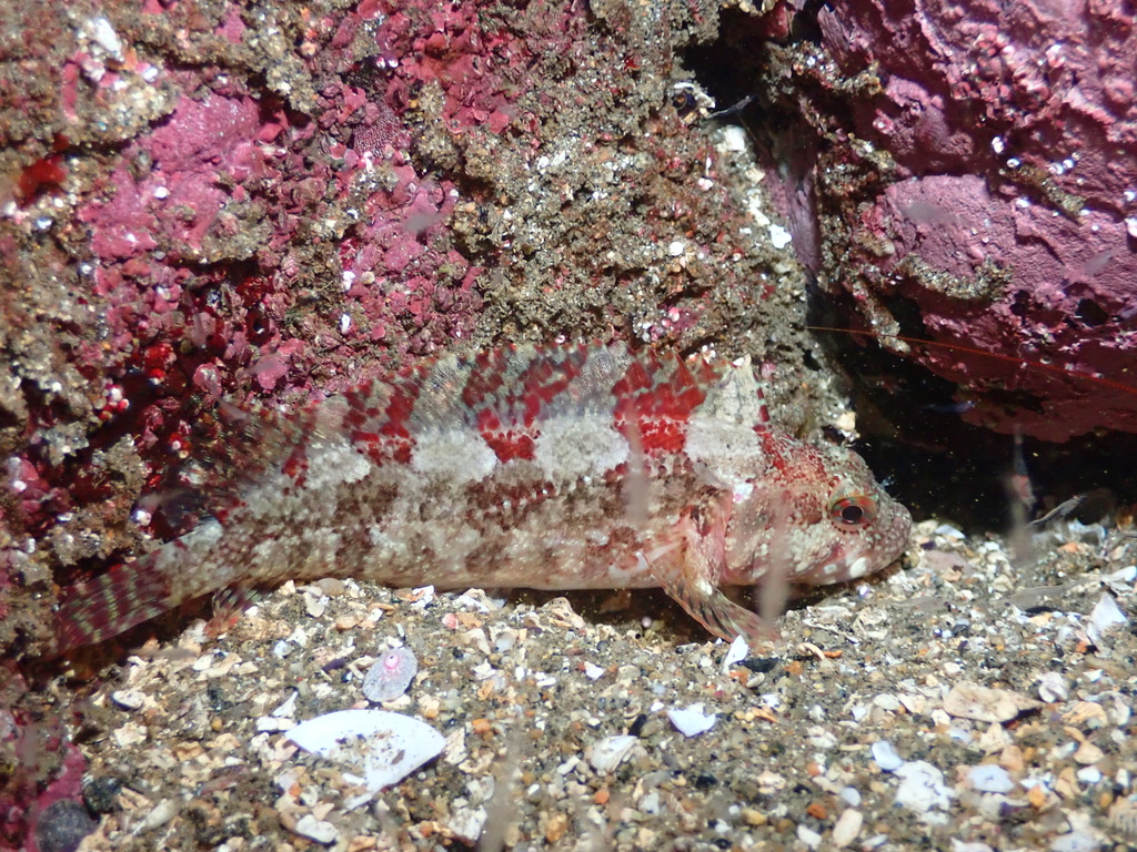 Klipfish (Calliclinus geniguttatus) — Labrisomidae