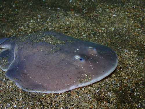 Apron ray (Discopyge tschudii) — Narcinidae