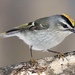 Golden-crowned Kinglet - Photo (c) arielms, some rights reserved (CC BY-NC), uploaded by arielms