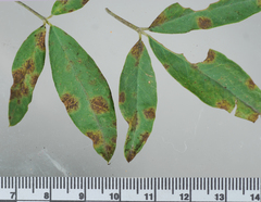 Pseudocercospora nogalesii