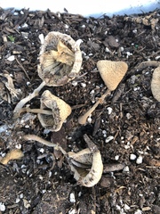 Leucocoprinus birnbaumii