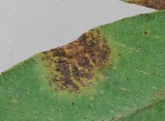 Pseudocercospora nogalesii