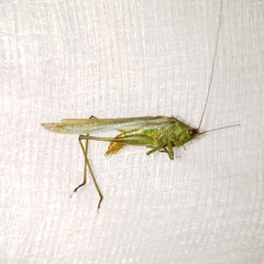 Conocephalus cinereus