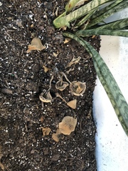Leucocoprinus birnbaumii