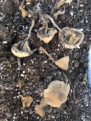 Leucocoprinus birnbaumii
