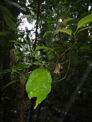 Idiospermum australiense