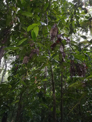 Idiospermum australiense