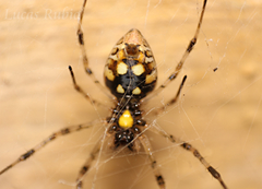 Nephilingis cruentata