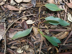 Eucalyptus ovata