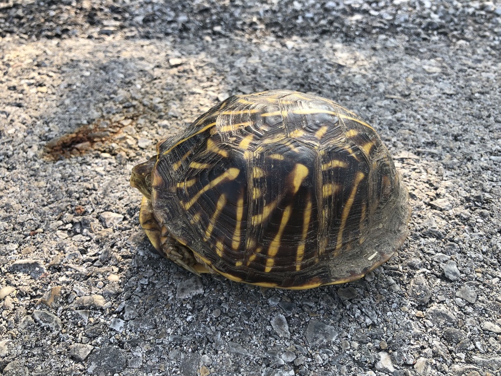 Plains Box Turtle in May 2023 by Chris Acree · iNaturalist