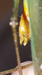 Conocephalus cinereus