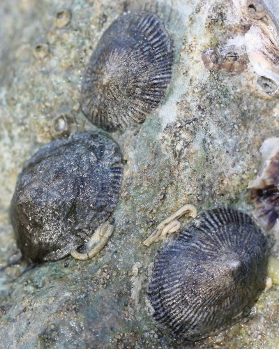 Western Atlantic Striped False Limpet