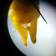 Conocephalus cinereus