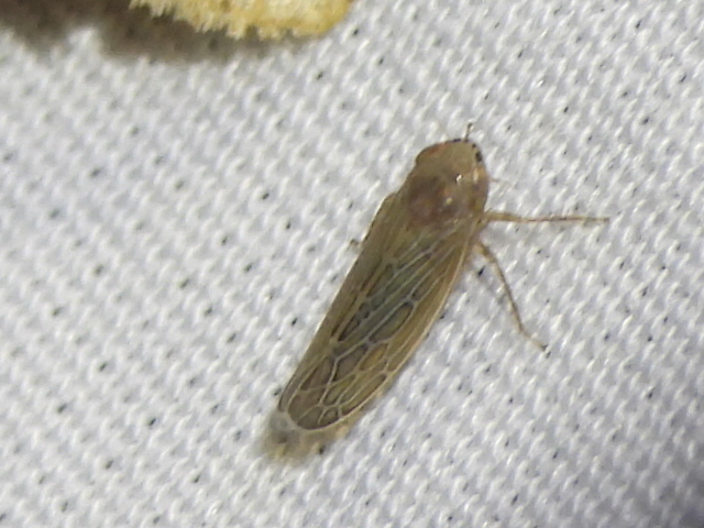 Kansendria kansiensis