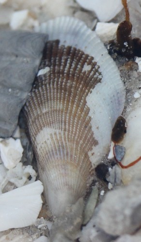 Geukensia granosissima