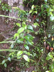 Metrosideros albiflora