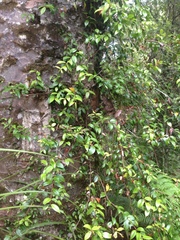 Metrosideros albiflora