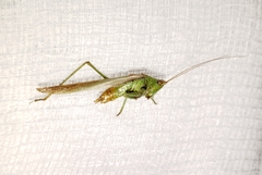 Conocephalus cinereus