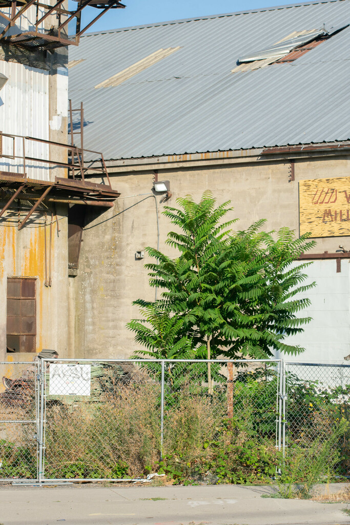 tree-of-heaven from University District, Spokane, WA, USA on August 17 ...