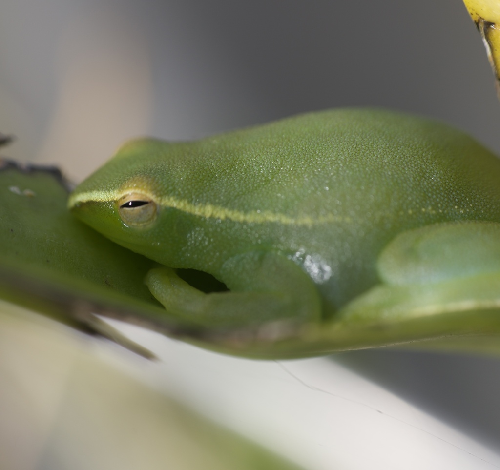 greater-hatchet-faced-tree-frog-from-la-romain-trinidad-and-tobago-on