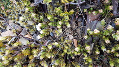 Pimelea oreophila hetera