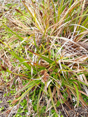 Carex chathamica