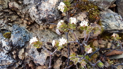 Pimelea oreophila hetera