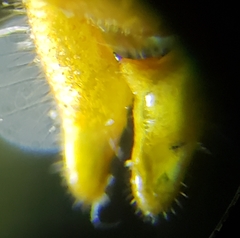 Conocephalus cinereus