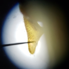 Conocephalus cinereus