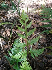 Rumohra adiantiformis