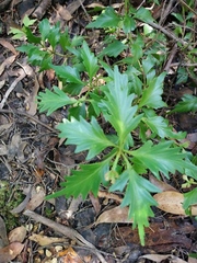 Phyllocladus aspleniifolius