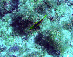 Hypoplectrus guttavarius