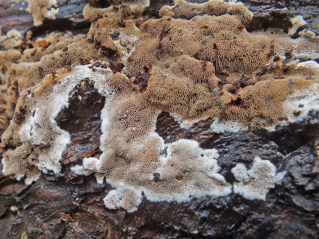 Elmerina caryae