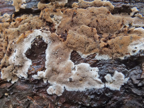 Elmerina caryae