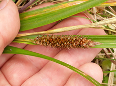 Carex chathamica