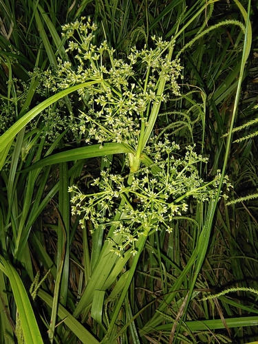 Scirpus rosthornii iNat (2)