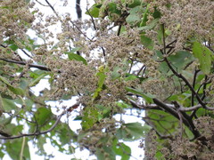 Heliocarpus