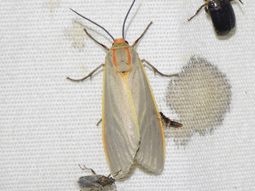 Yellow-edged Pygarctia Moth